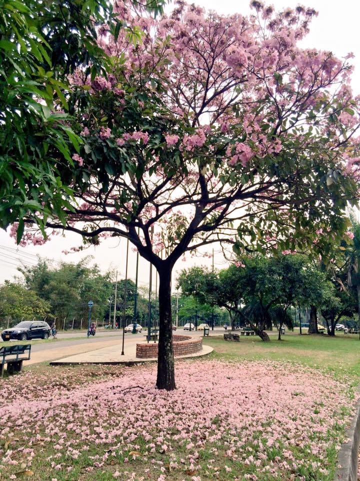 Uno de los árboles bonitos que observó Jimena en su Día Despacio